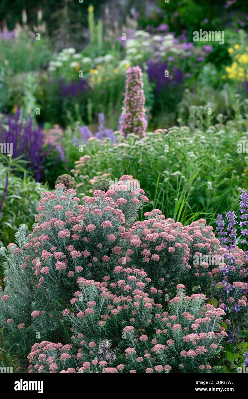 Ozothamnus rosmarinifolius Giubileo d'Argento, rosmarino Giubileo d'Argento, rosmarino eterno, tenero arbusto sempreverde, argento foglie grigio-verdi, corym denso Foto Stock