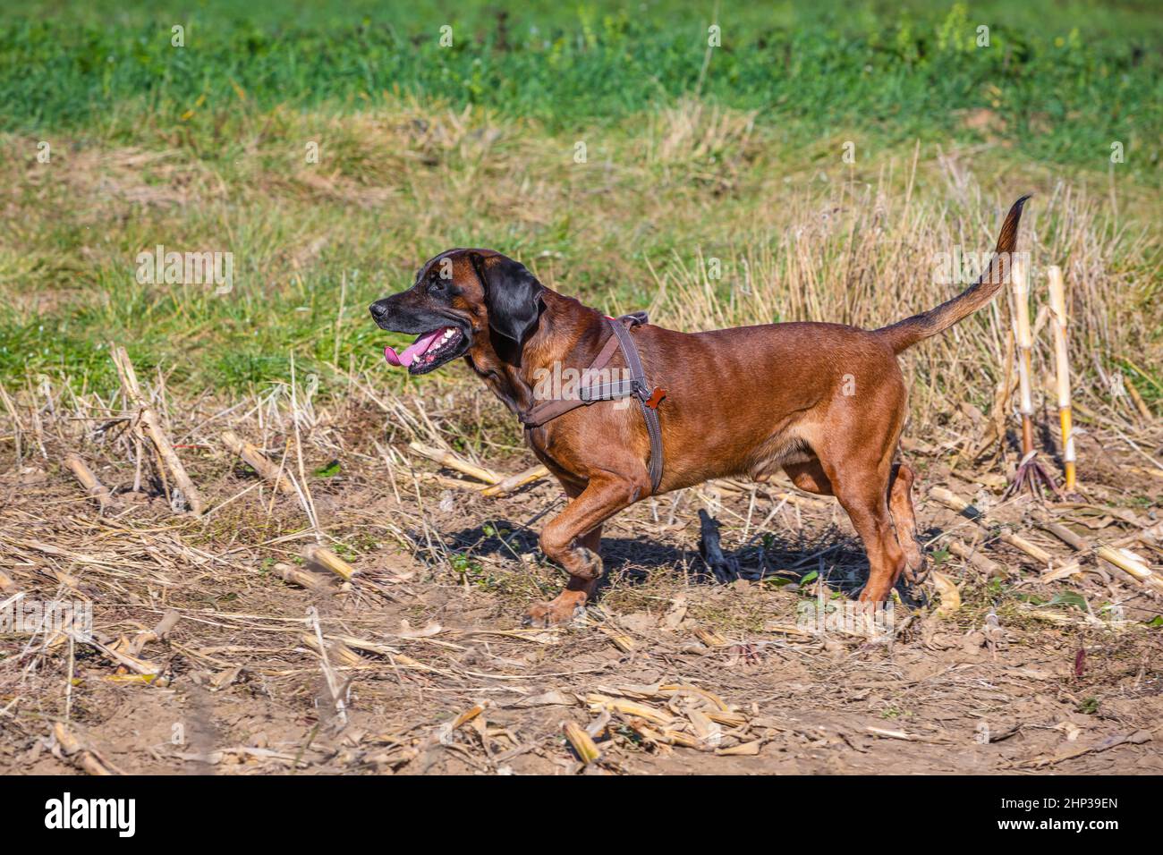 cane di montagna bavarese a caccia all'aperto Foto Stock