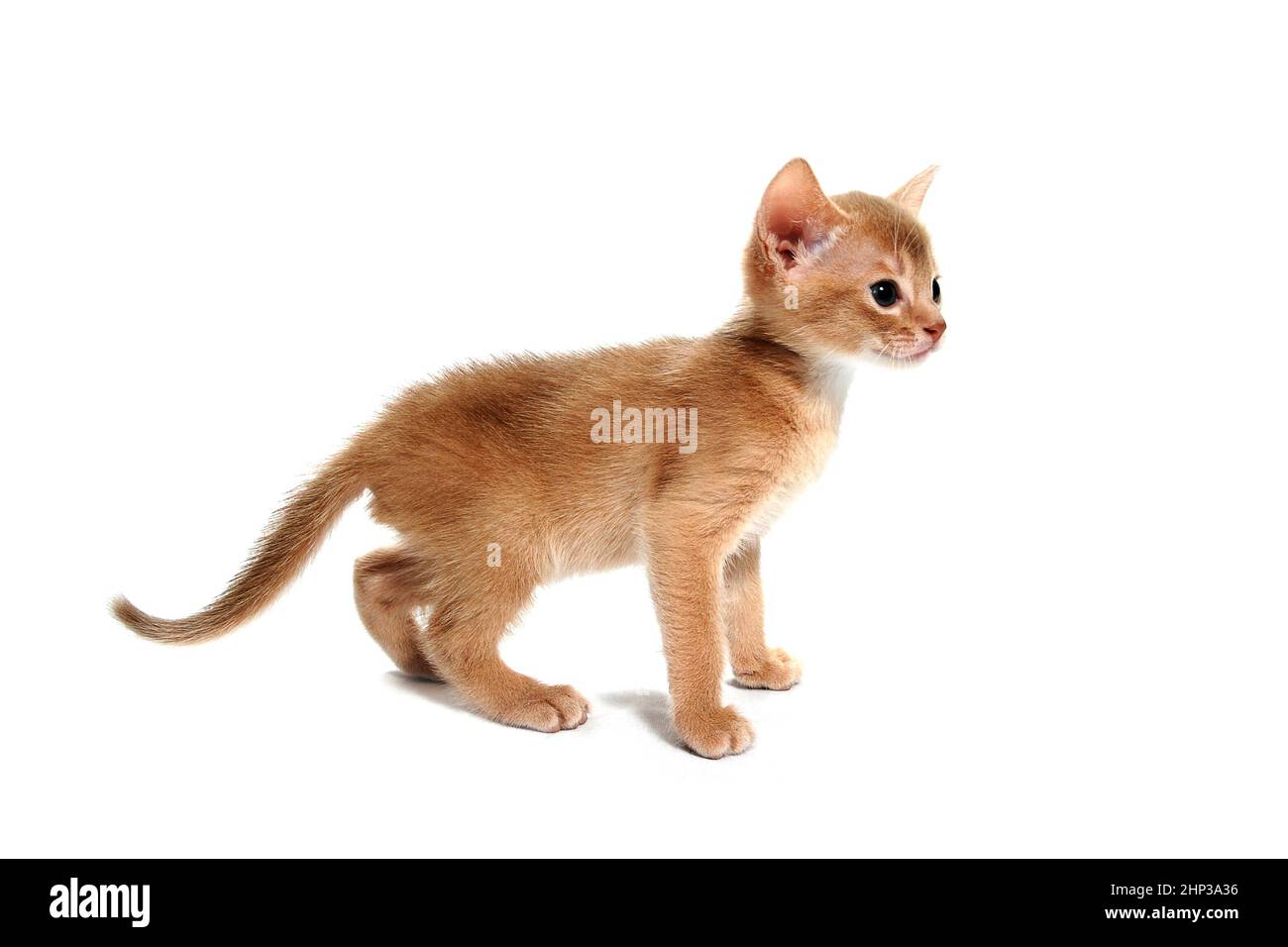 Il gatto rosso abissino si erge su uno sfondo bianco. Foto di alta qualità Foto Stock