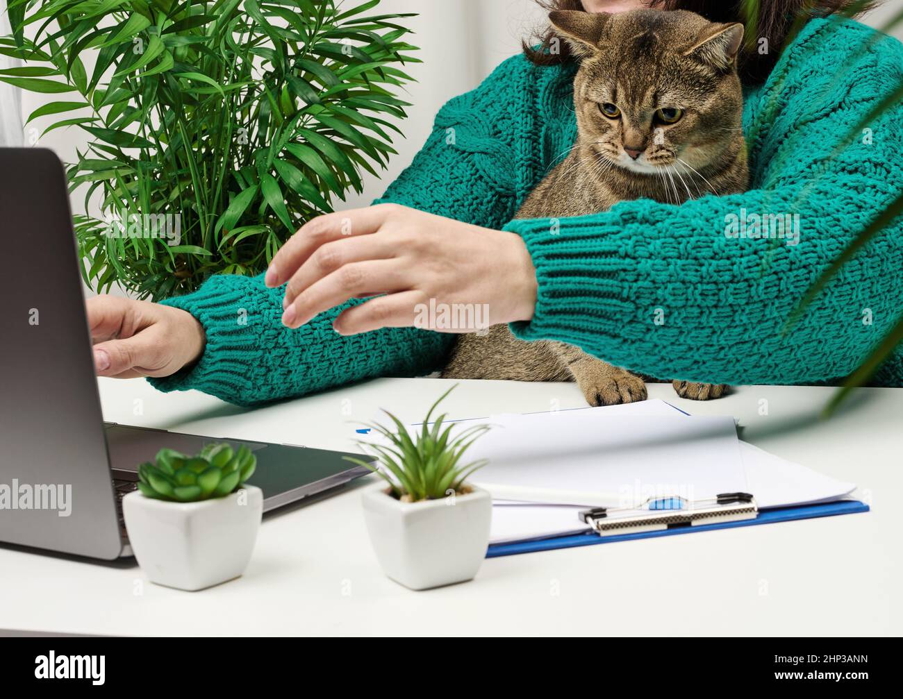 Una donna si siede su una scrivania bianca e lavora su un computer portatile, un gatto diritto scozzese grigio adulto è seduto sul suo grembo. Lavoro a distanza, freelance Foto Stock