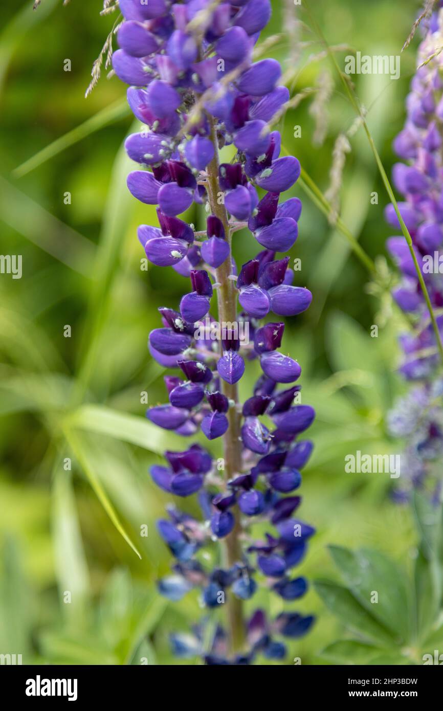 Molti afidi hanno infestato lupini viola Foto Stock