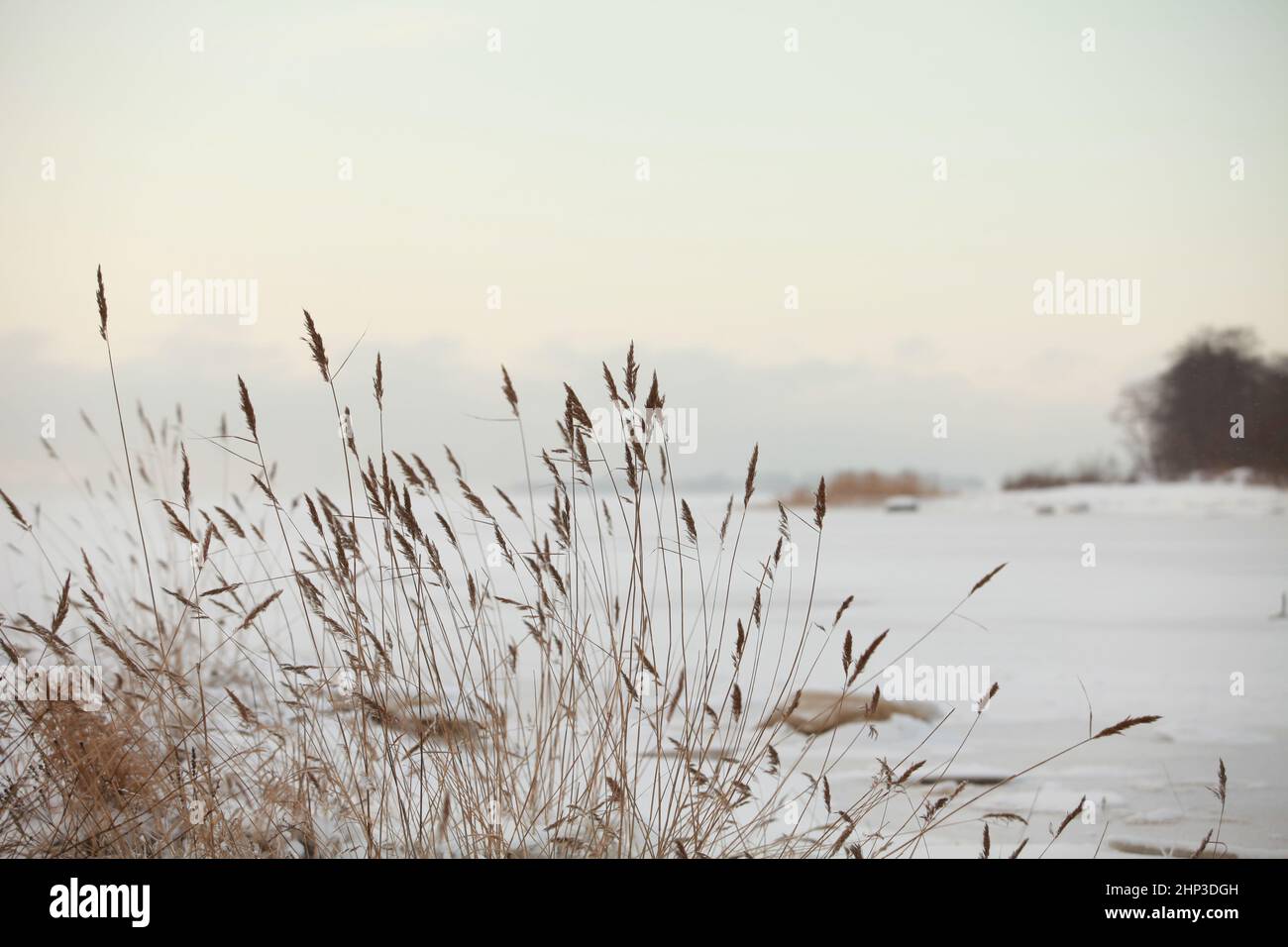 il vento freddo scuote gli stocchi asciutti delle canne, il lago d'inverno è ghiacciato coperto di neve bianca Foto Stock