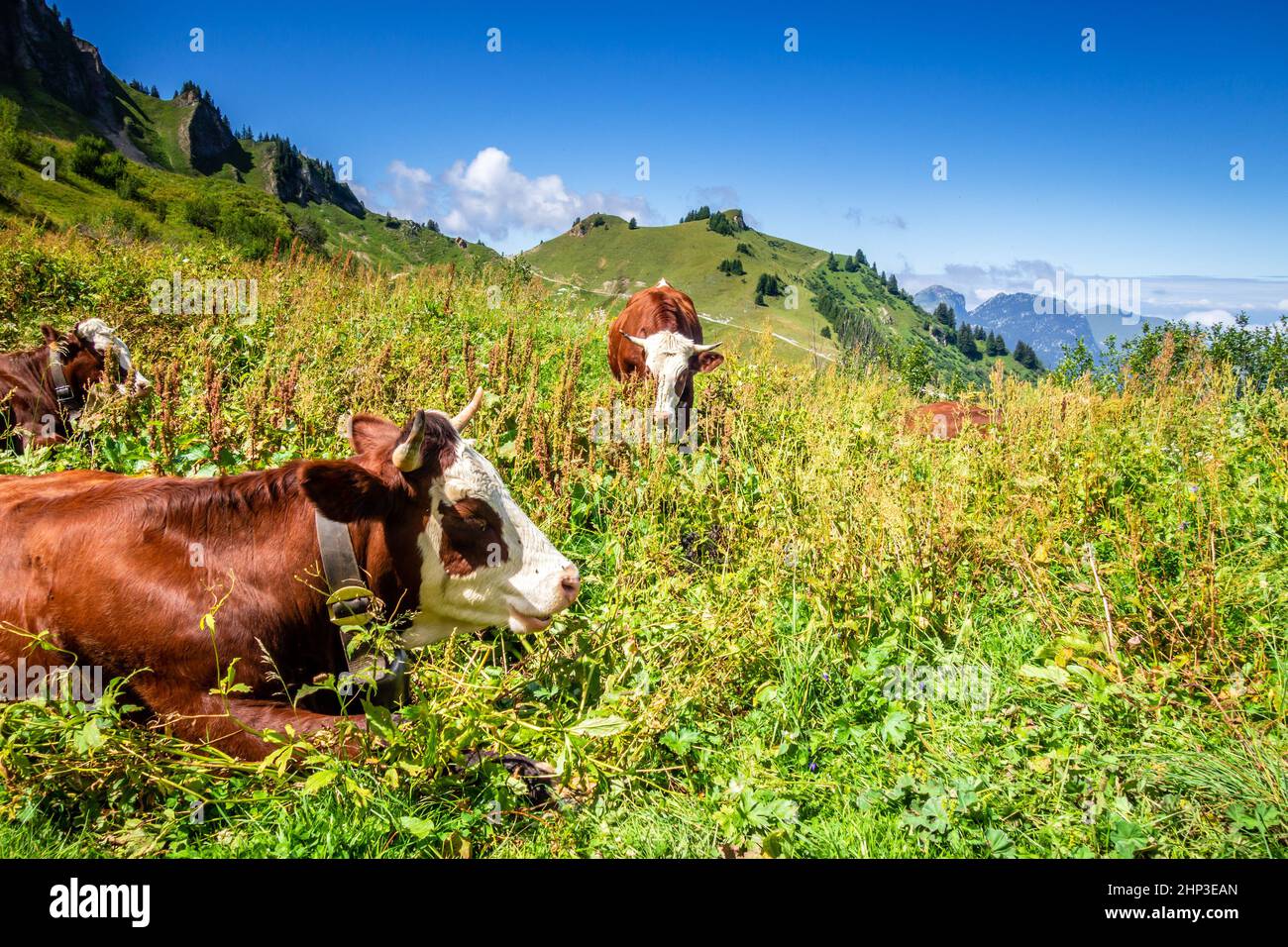 Mucche in un campo di montagna. Il Grand-Bornand, alta savoia, Francia Foto Stock