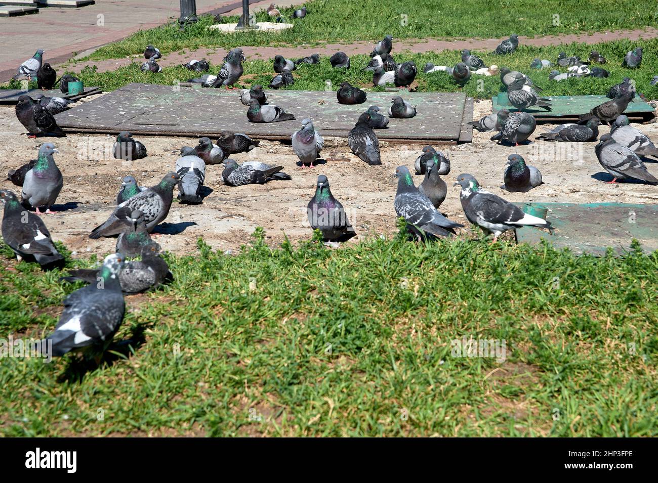 Un gregge di piccioni siede su una lastra di cemento. Foto di alta qualità Foto Stock