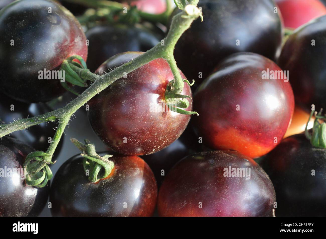 Fondo di pomodori ciliegia nera . Foto Stock