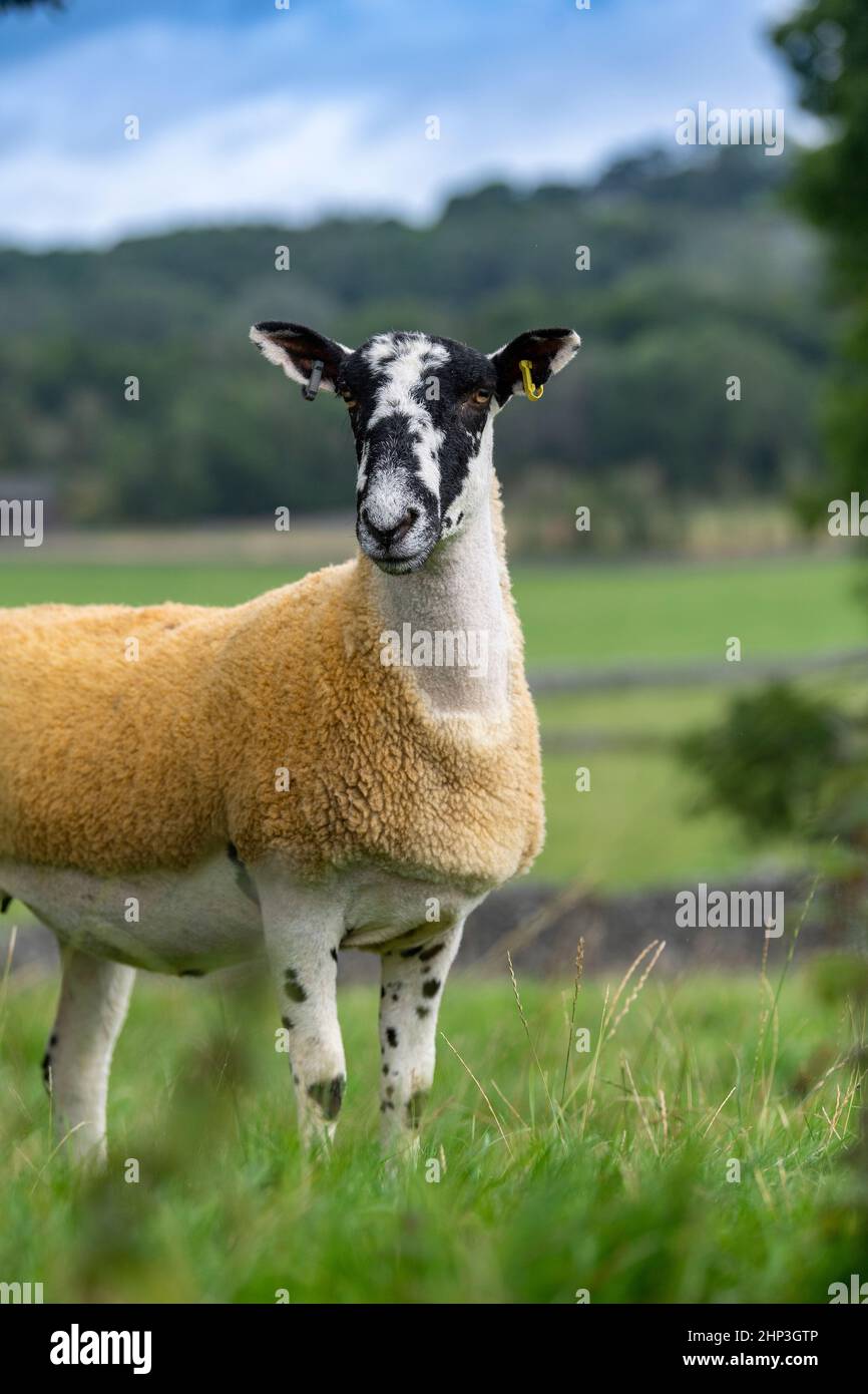 Nord dell'Inghilterra Mule gimmer taglierine pronte per le vendite autunnali, Cumbria, Regno Unito. Foto Stock