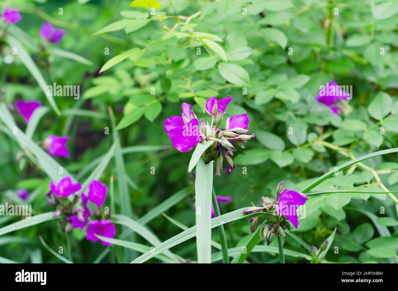 Bel fiore rosa, giardino Tradescantia virginiana su uno sfondo naturale di verde defocused leaves.Selective focus Foto Stock