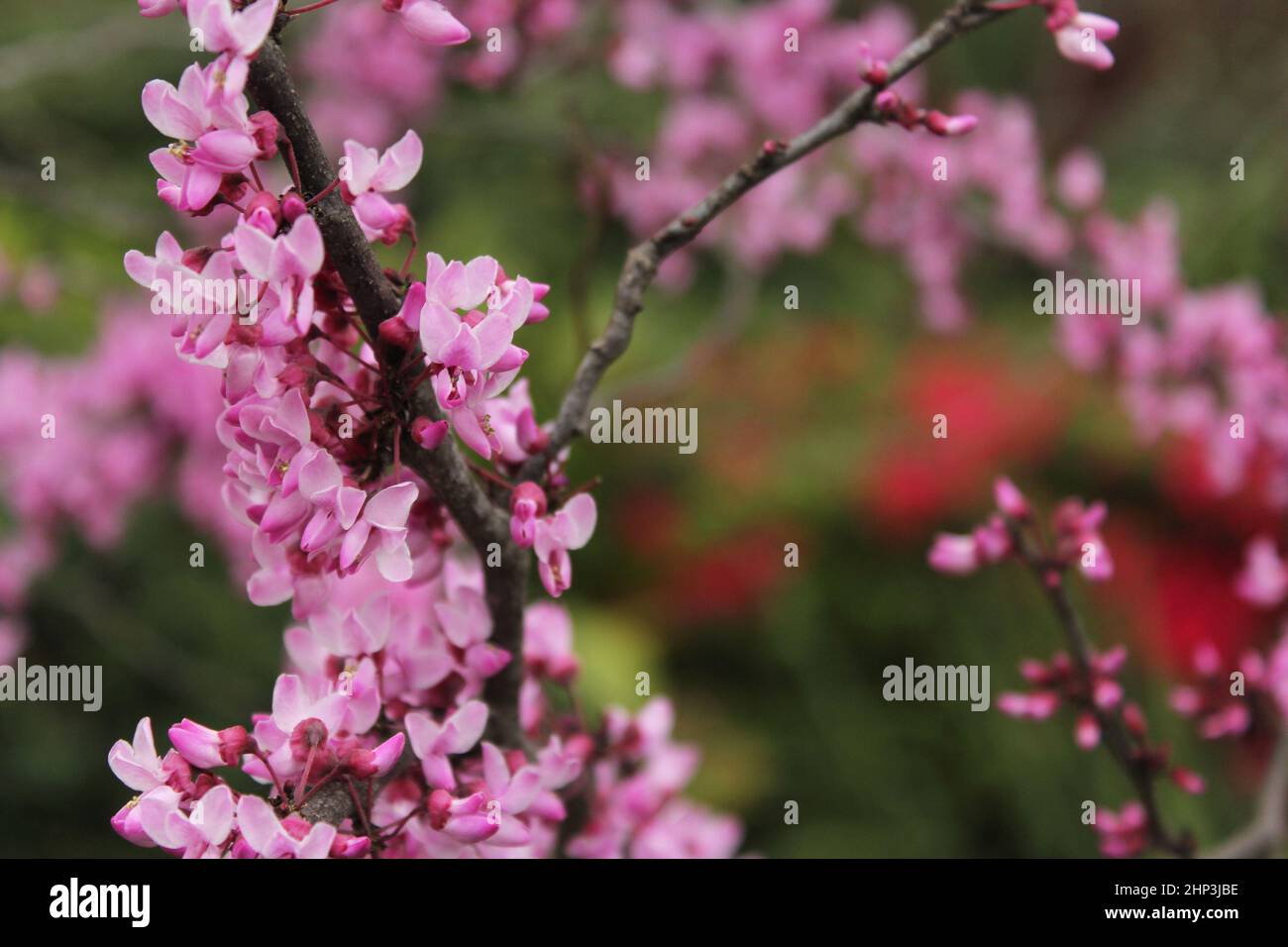 Texas Redbud albero Cercis canadensis poco profondo DOF Foto Stock