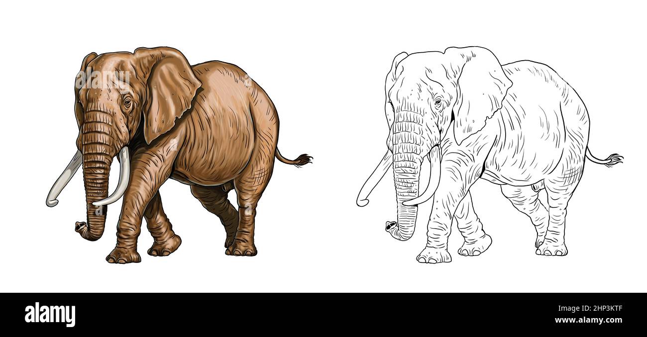 Disegno elefante africano. Modello digitale per colorazione con toro elefante. Foto Stock