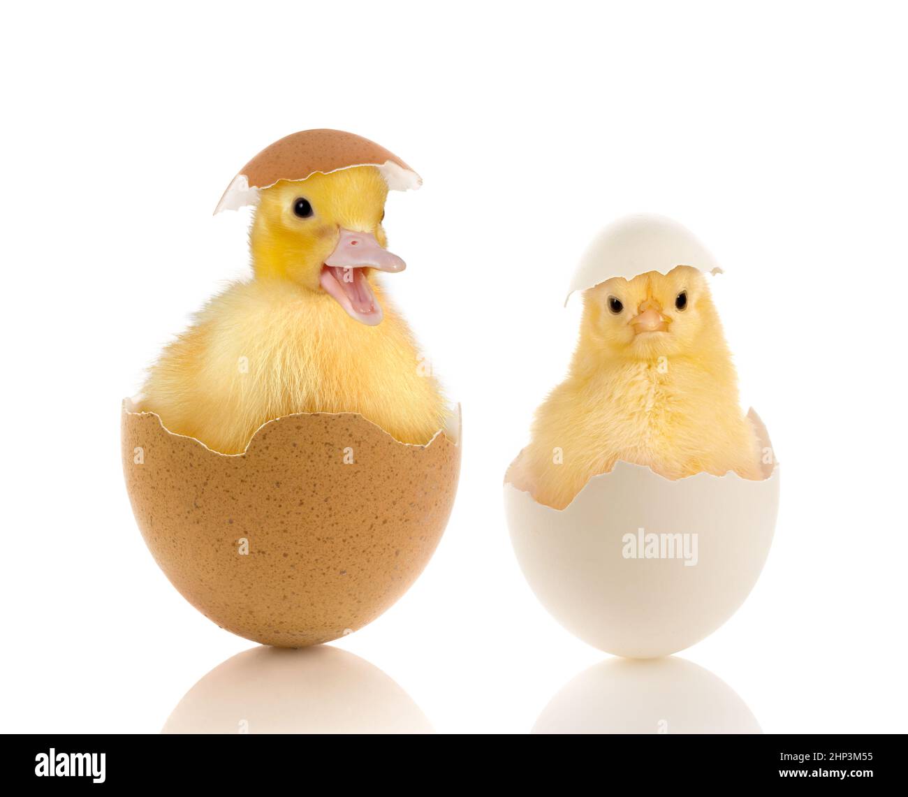 Immagine di Pasqua di un pulcino divertente e anatroccolo giallo seduto in un uovo rotto Foto Stock