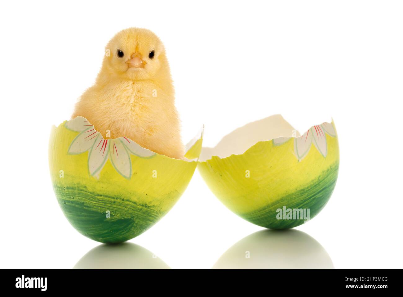 L'immagine di Pasqua di un pulcino divertente bambino seduto in un uovo verde di pasqua rotto Foto Stock