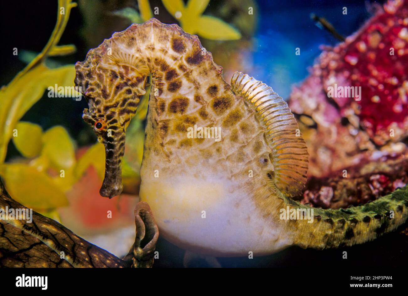 Un cavalluccio marino scritto anche cavallo di mare e cavallo di mare è una qualsiasi delle 46 specie di piccolo pesce marino nel genere Hippocampus. Foto Stock