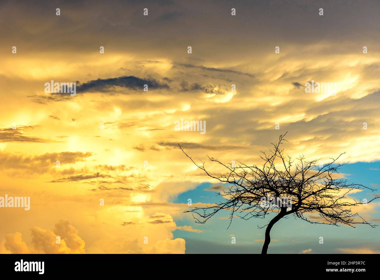 Silhouette di albero asciutto durante il tramonto con grandi nuvole dentro lo sfondo Foto Stock