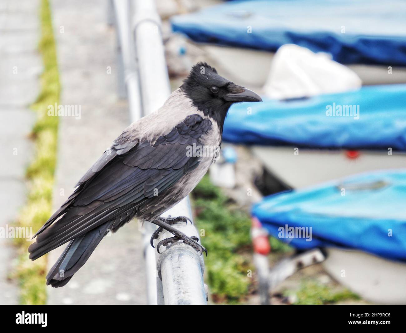 Crow con cappuccio sentire gli effetti di Storm Eunice Foto Stock