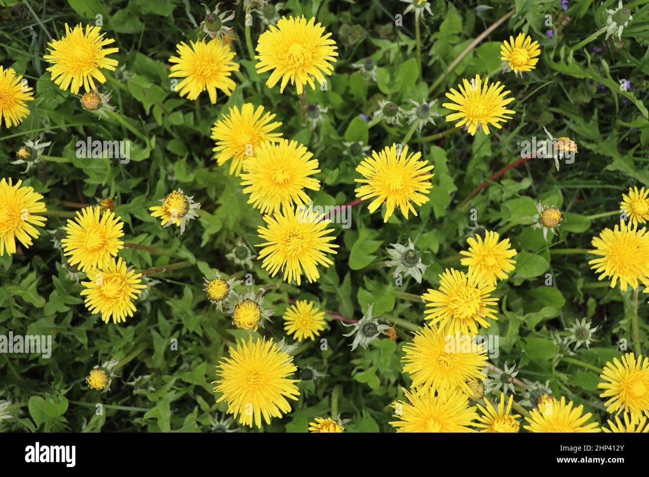Dentelioni gialli. Fioritura di dandelioni in primavera sullo sfondo di un prato verde. Foto Stock