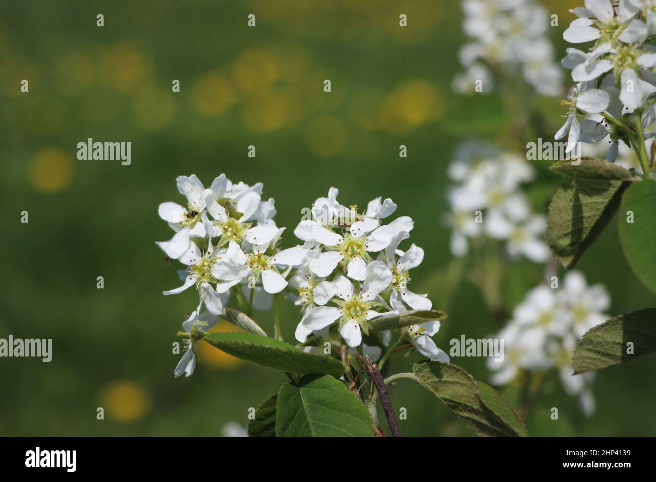 Amelanchier Bush in fiore. Conosciuto anche come shadbush, shadwood o shadblow in primavera . Foto Stock