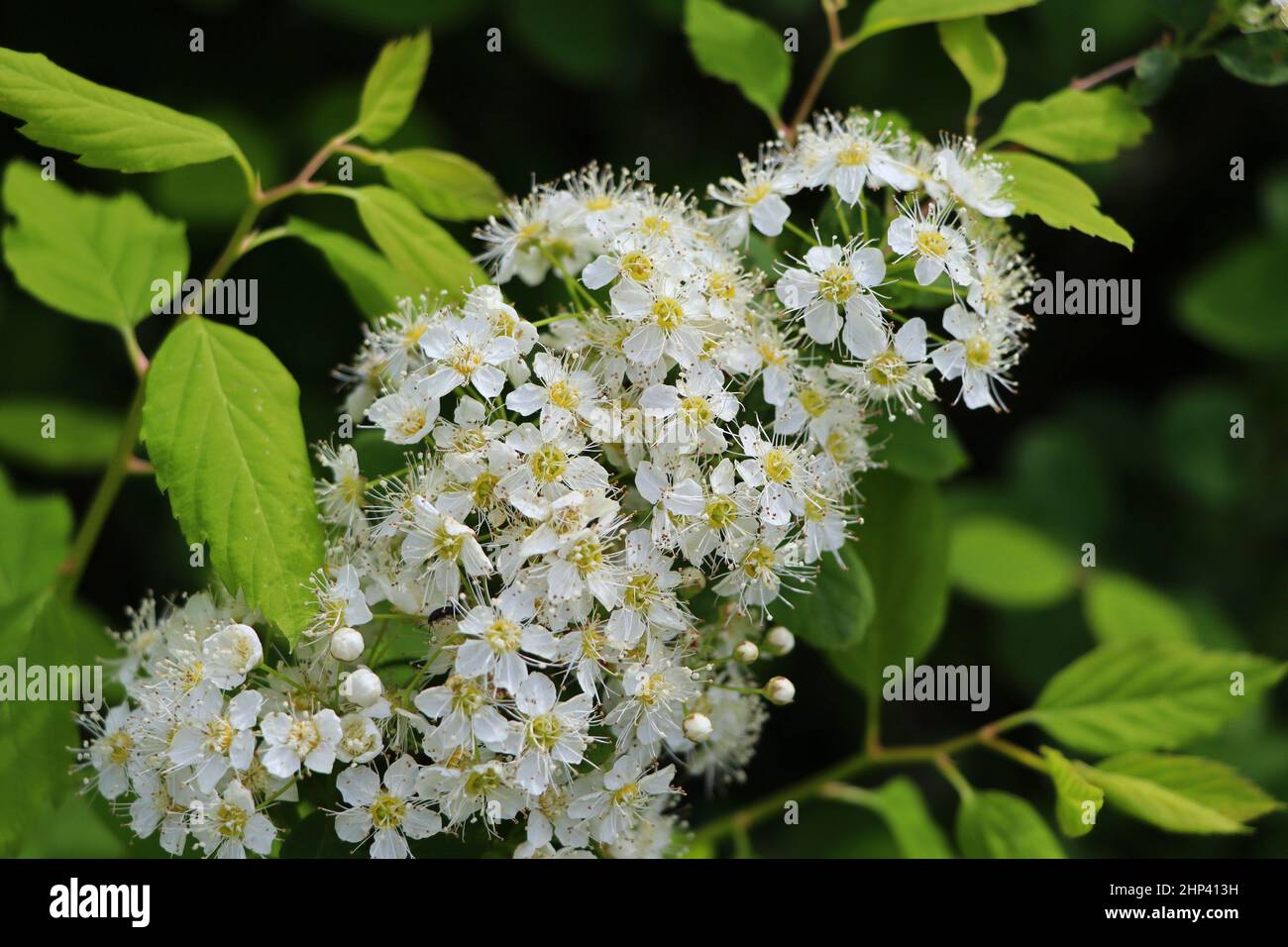 Sfondo arbusto fiorito bianco. Spiraea cespuglio dei fiori bianchi e morbidi sotto il sole primaverile . Foto Stock