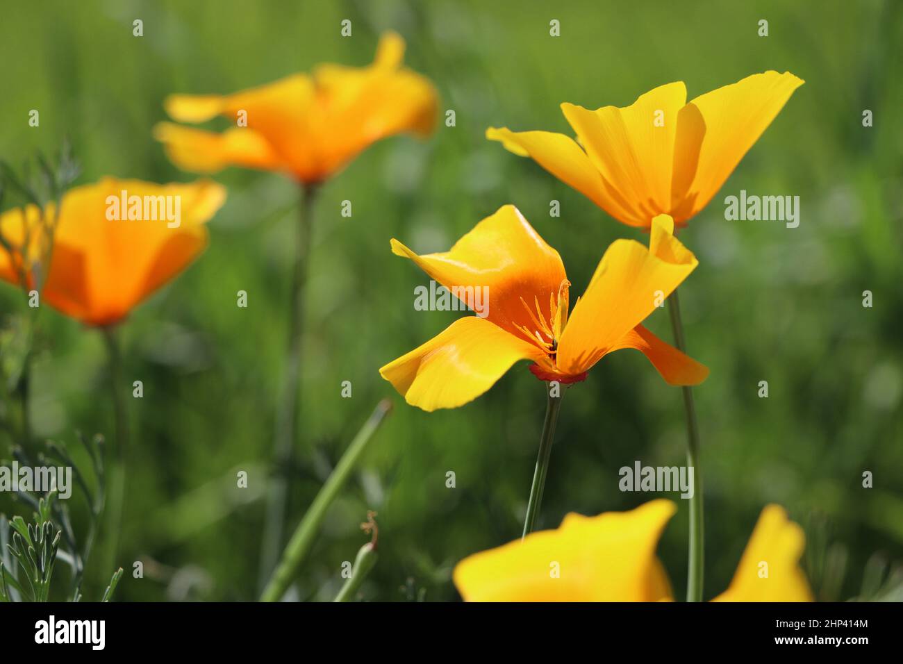 Fiori gialli di eschscholzia californica o papavero californiano dorato, coppa d'oro, pianta fiorente in famiglia papaveraceae. Messa a fuoco selettiva. Foto Stock