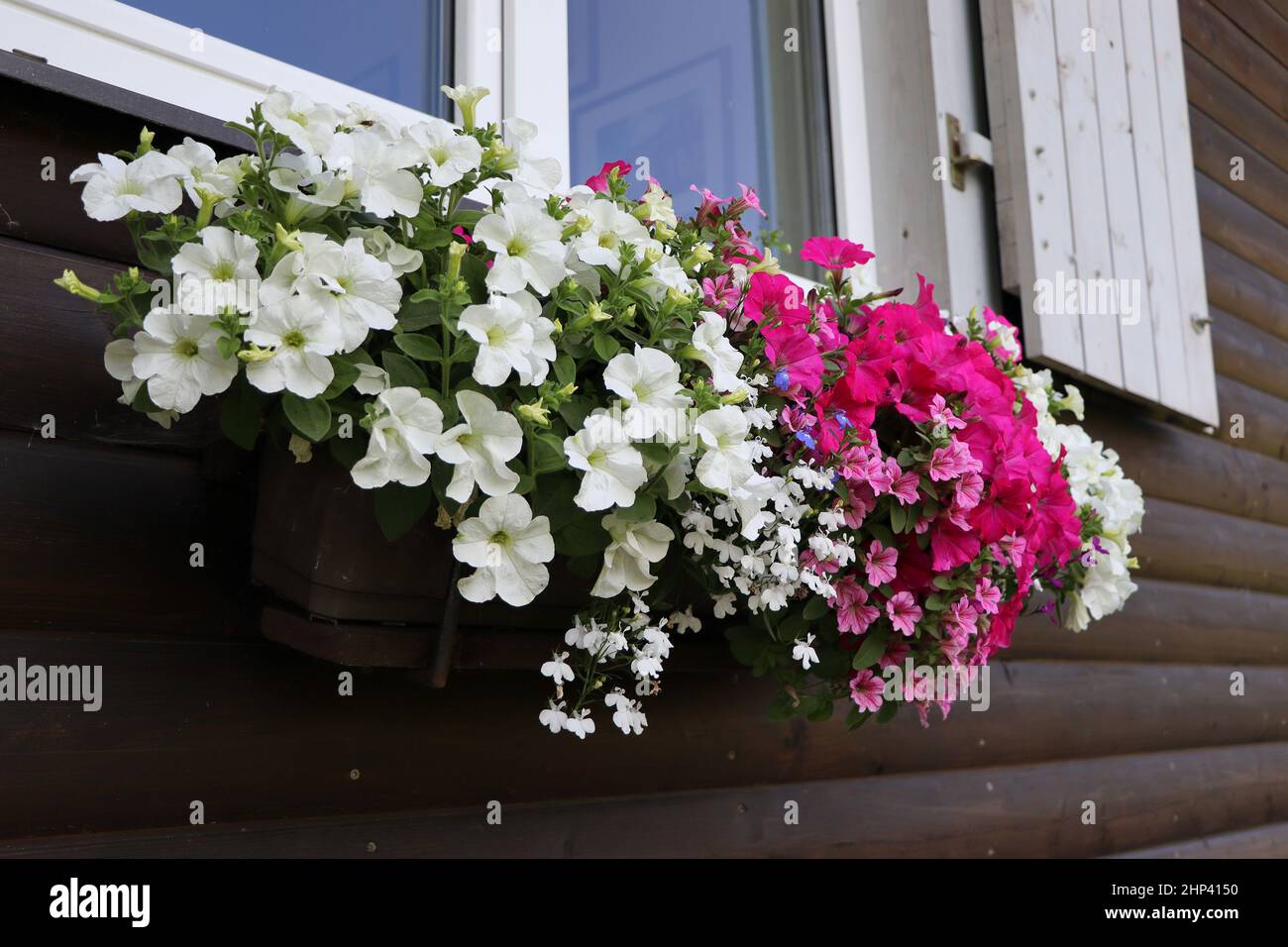 Finestra piena di petunias colorati. Piante in fiore rosa e bianco in una cassa di fiori nel davanzale della finestra. Foto Stock