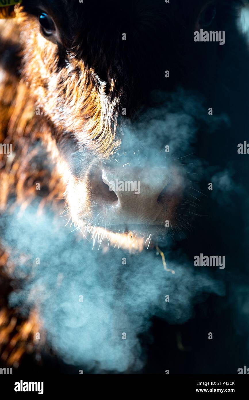 Le mucche respirano a vapore in una fredda mattina invernale. Scozia, Regno Unito. Foto Stock