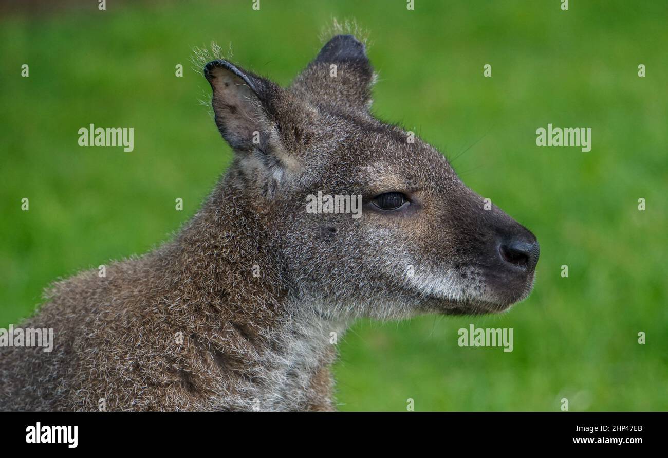 Ritratto di un giovane wallaby Foto Stock
