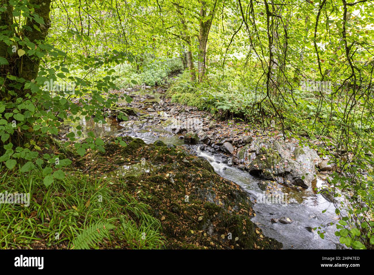 L'acqua di Torrisdale scorre attraverso Castle Wood sulla tenuta del Castello di Torrisdale sulla Penisola di Kintyre, Argyll & Bute, Scozia Regno Unito Foto Stock