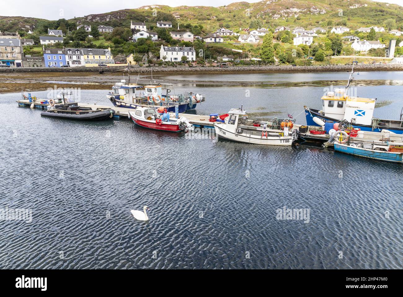 Un cigno e barche da pesca nel porto di Tarbert alla foce di Loch Fyne, Argyll & Bute, Scozia Regno Unito Foto Stock