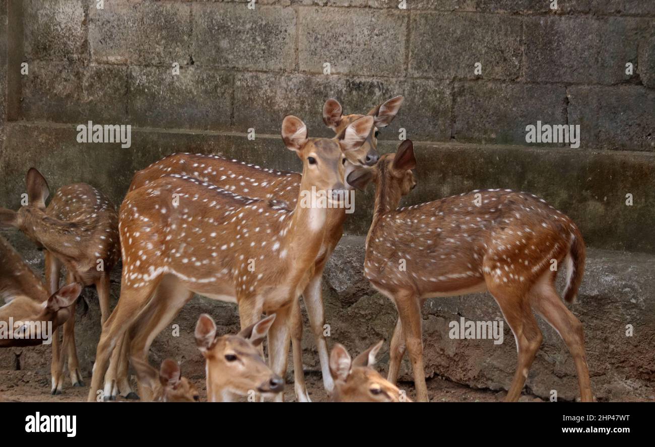 Cervi macchiati Chital il cervi macchiati è noto anche come cervi macchiati. Il punto è la mandria di cervi Foto Stock