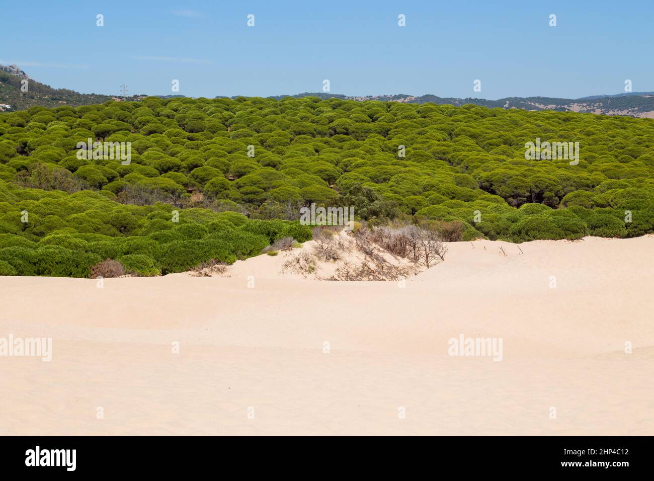 Dune di sabbia della spiaggia di Bolonia, provincia Cadice, Andalusia, Spagna Foto Stock