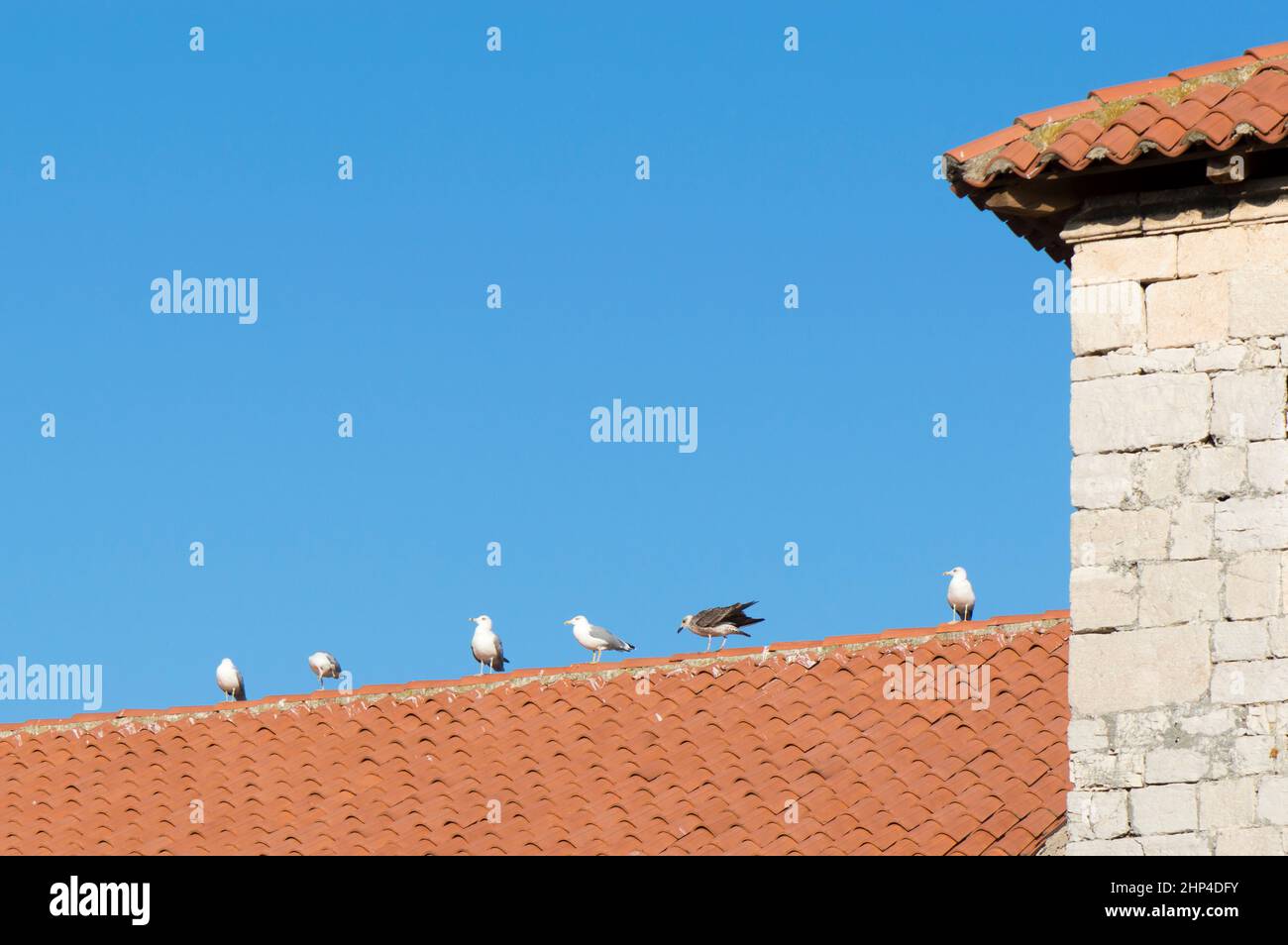 Gabbiani sul tetto con tegole rosse, contro il cielo blu chiaro, in Croazia Foto Stock