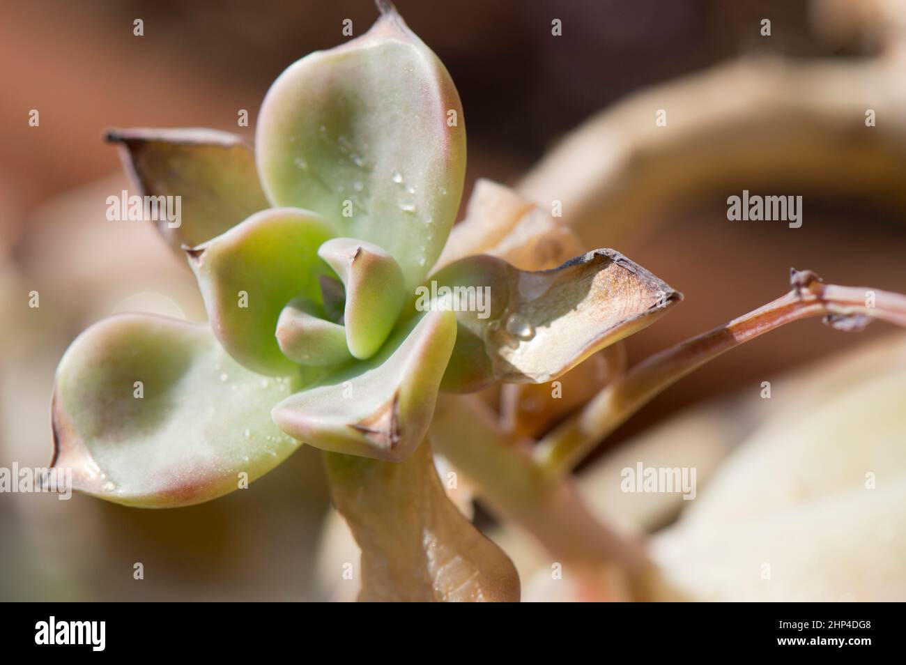 Foglie secche e rigate di una pianta succulenta Echeveria a causa di danni al sole e scottature Foto Stock