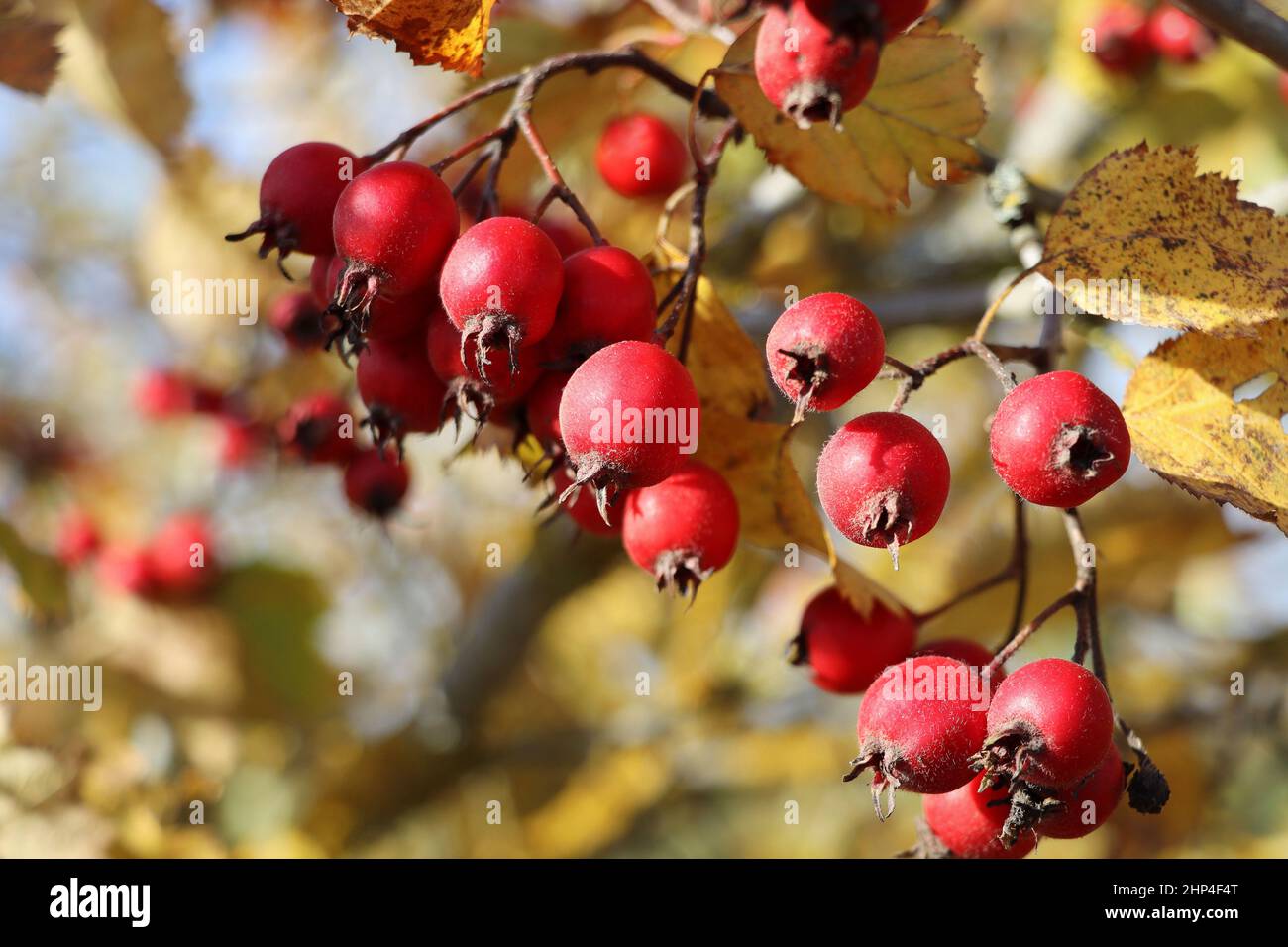 Bacche mature, fiati, sul biancospino chiamato anche mela di spina, maggio-albero, whitethorn, o biancospino, Crataegus monogyna bacche in autunno . Foto Stock