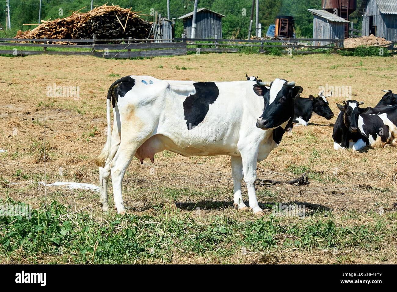 una mucca si trova in una penna su una fattoria, kholmogorskaya razza. Foto di alta qualità Foto Stock