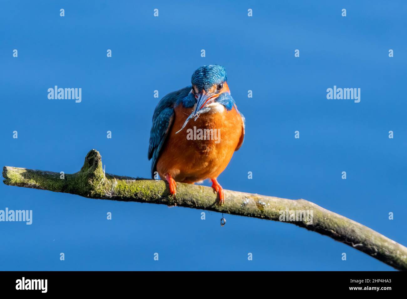 Un Kingfisher arroccato su un ramo di albero con un pesce nel suo becco Foto Stock