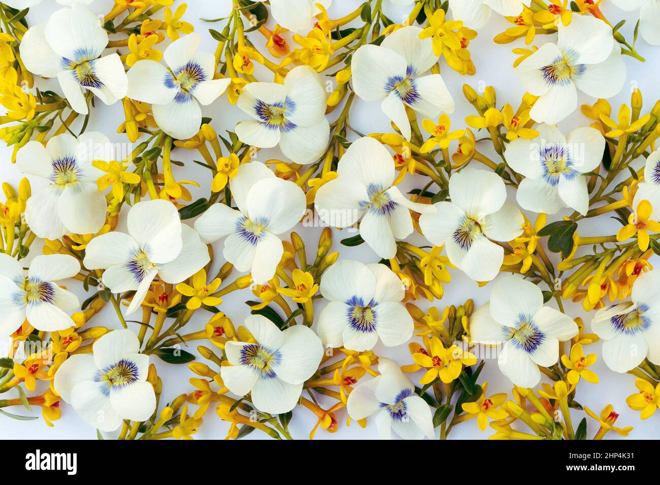 Delicato e carino primavera sfondo floreale di fiori bianchi e gialli. Foto Stock