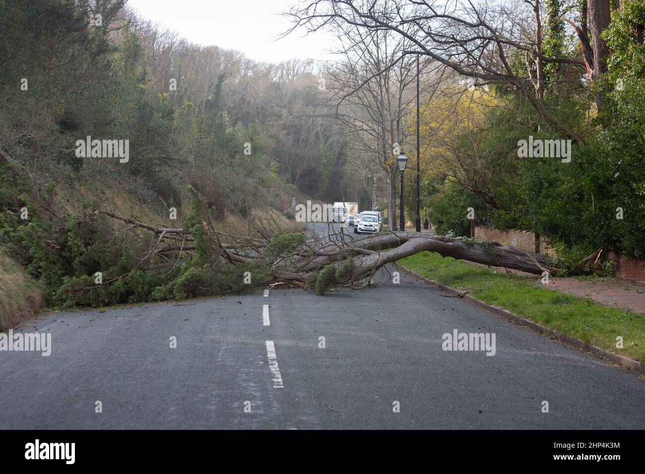 Eastbourne, Regno Unito. 18 Feb 2022, Storm Eunice abbattere un albero che blocca Upper Duke's Drive, Eastbourne, Credit: Antony Meadley/Alamy Live News Foto Stock