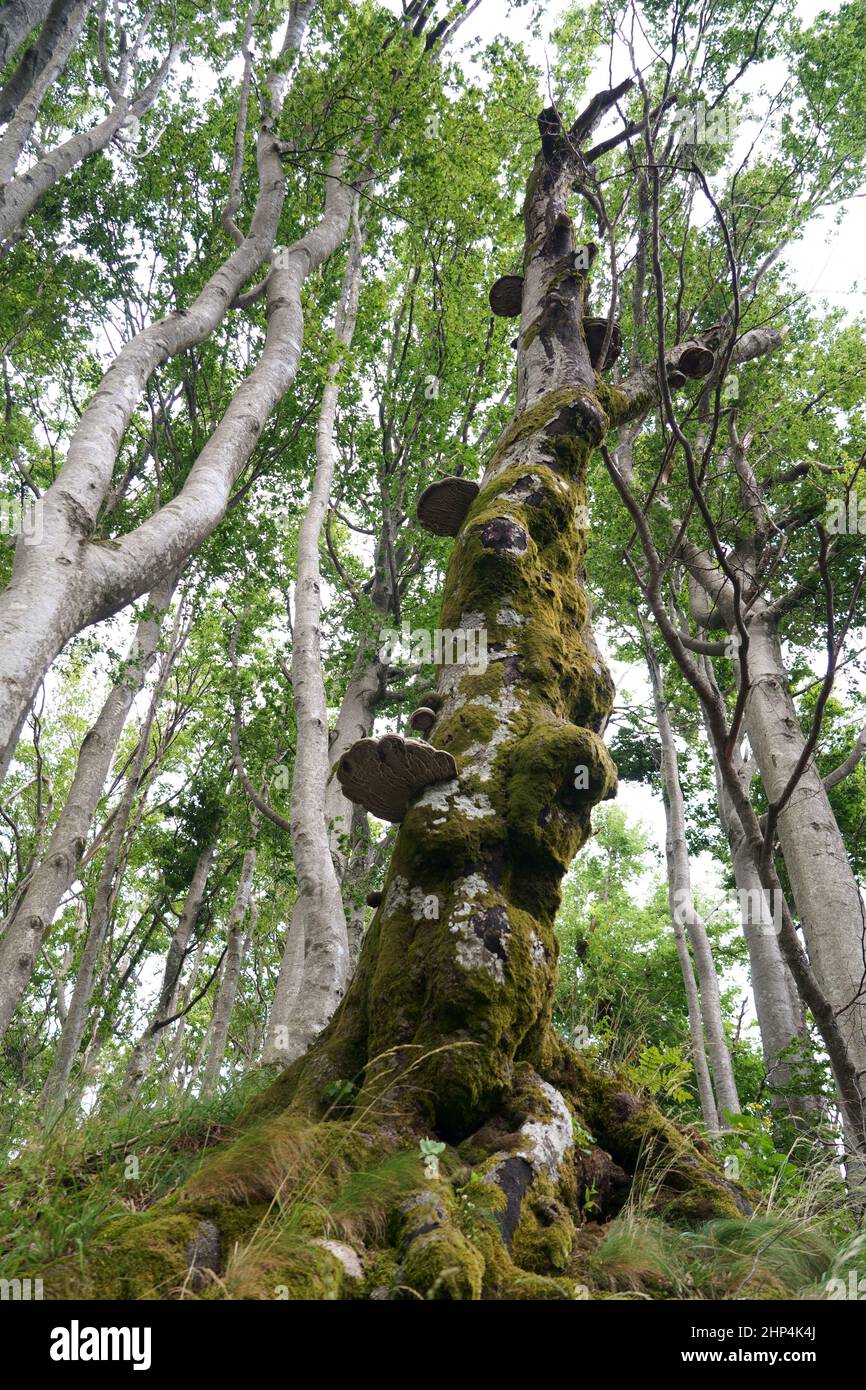 albero malato Foto Stock