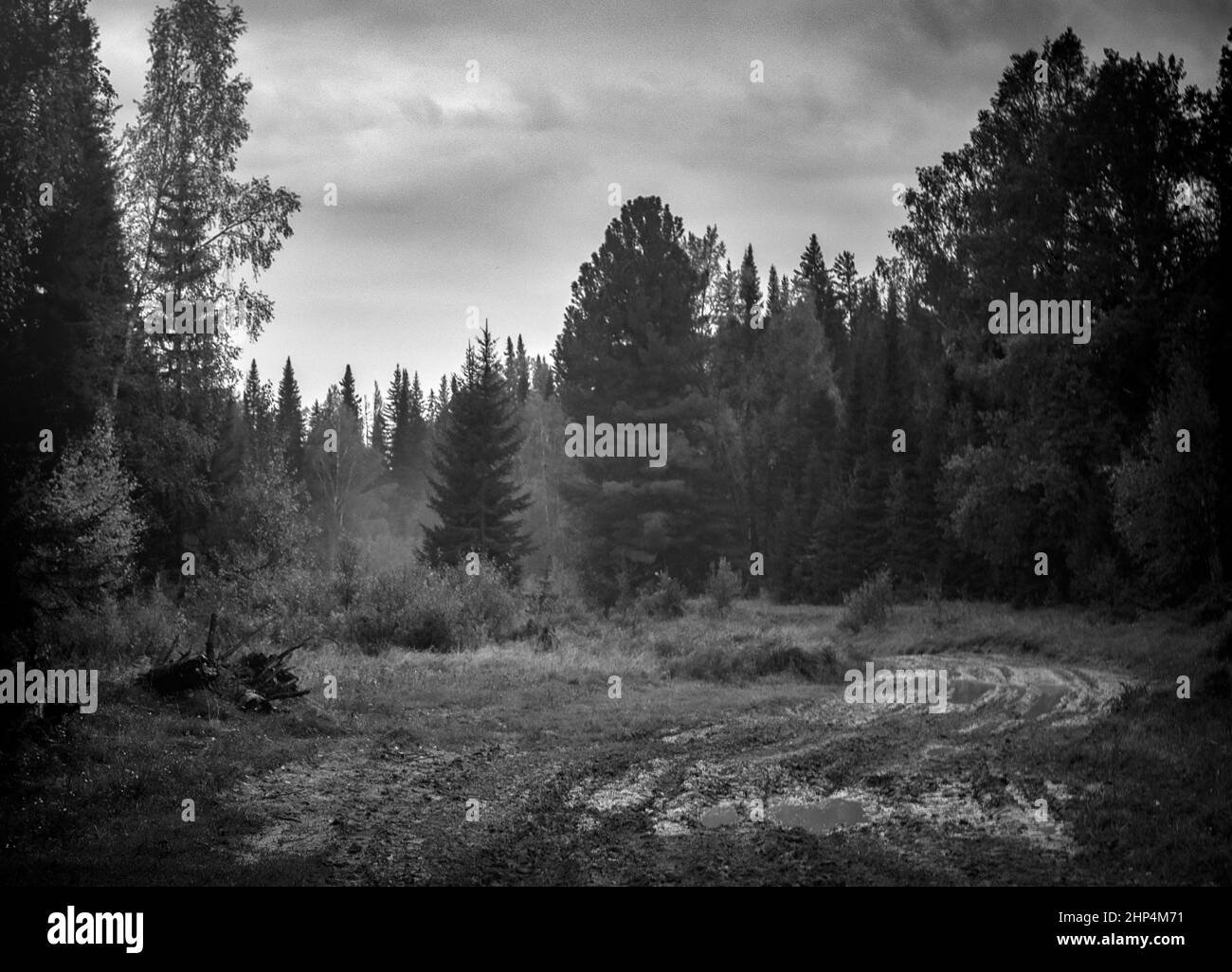 Paesaggio bianco e nero di foresta Foto Stock