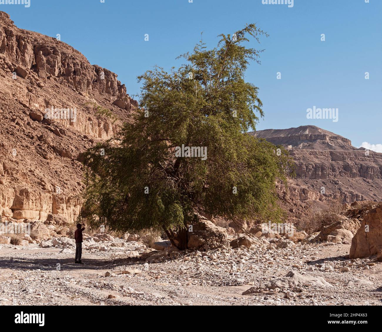 L'escursionista cerca frutta su un albero di Cristo Thorn Jujube Ziziphus spina-christi a Wadi Nekarot vicino al cratere Maktesh Ramon in Israele con scogliere e un b Foto Stock