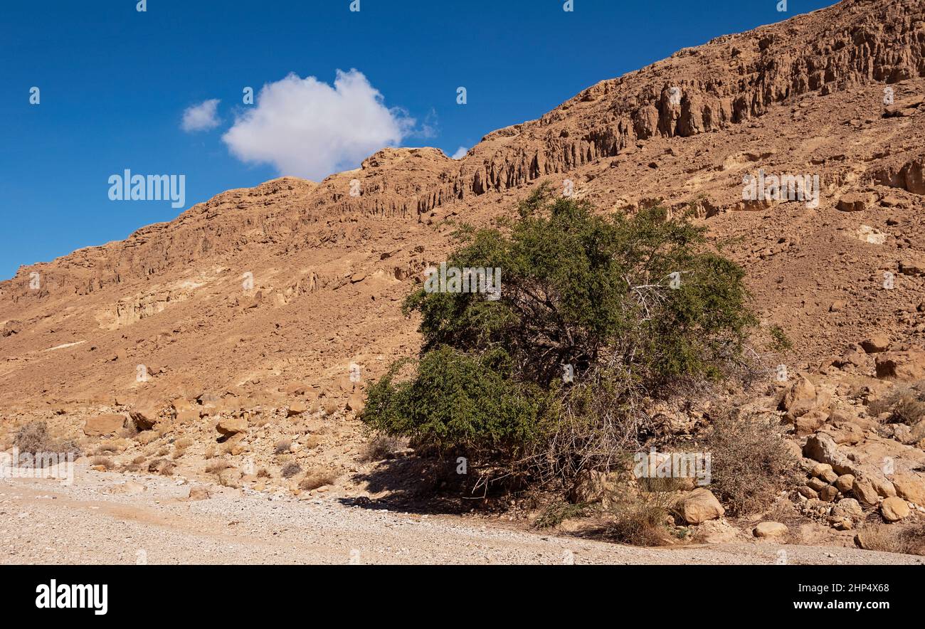 Un solo Cristo Thorn Jujube Ziziphus spina-christi albero in un secco deserto ruscello letto di fronte a scogliere rosse nel Negev in Israele con cielo blu e un si Foto Stock