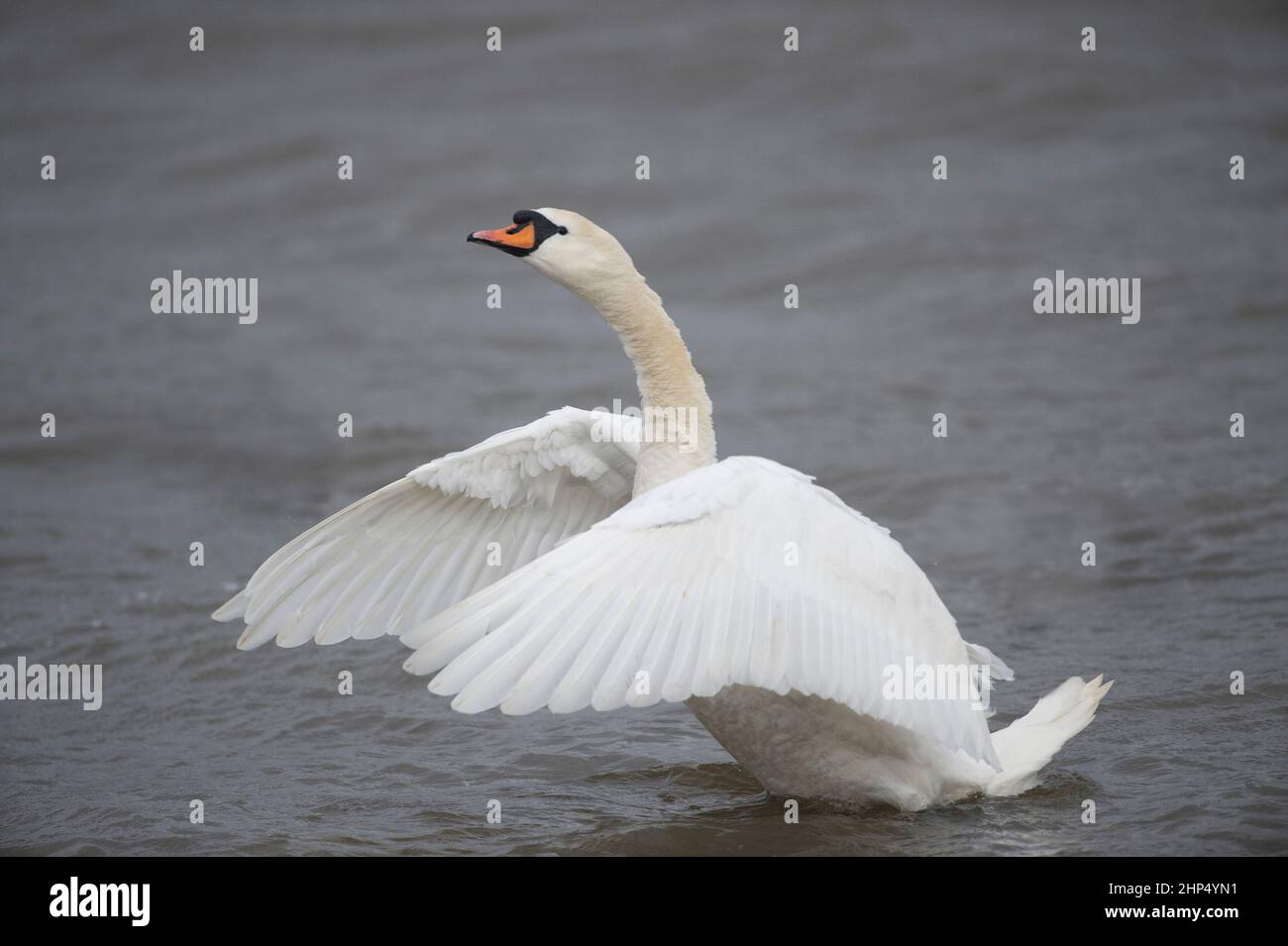 Mute Swan, Cygnus olor, Brent Reservoir, Londra, Regno Unito Foto Stock