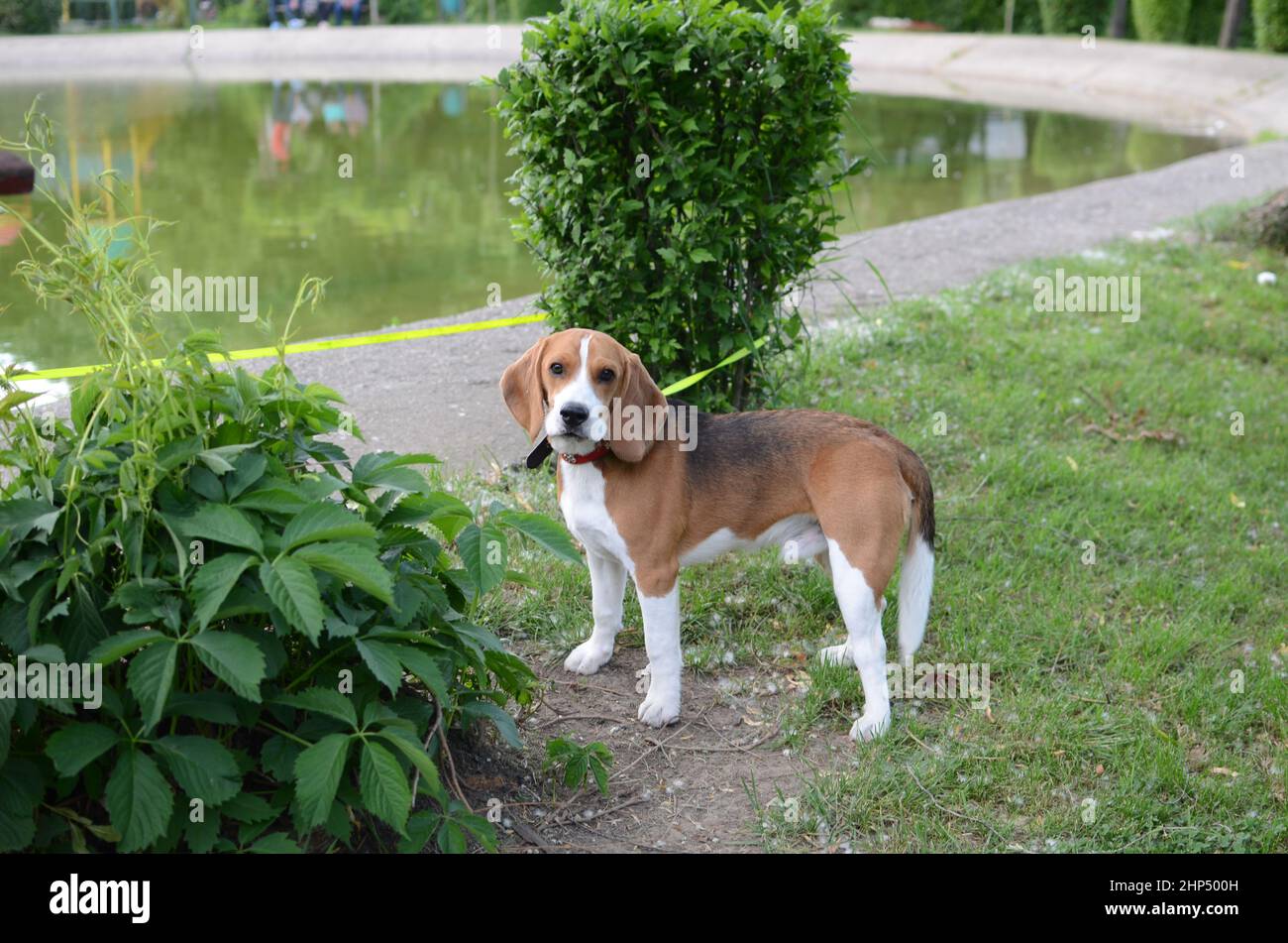 Foto portait di Beagle Foto Stock