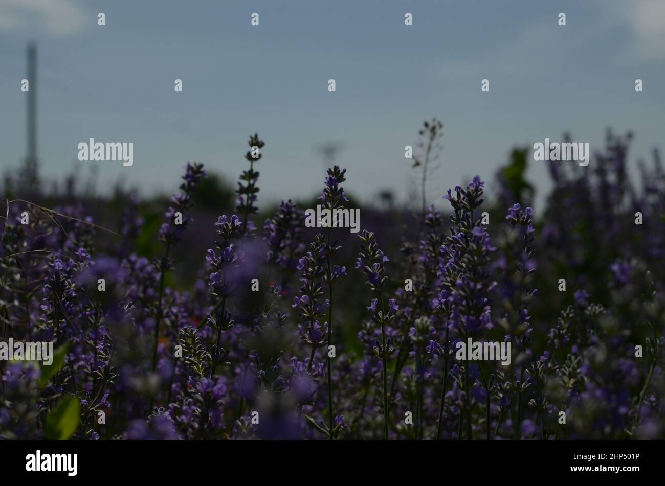 Bella lavanda malva Foto Stock
