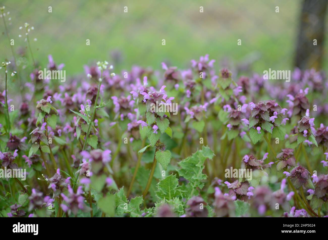Fiori di indaco graziosi e leggeri Foto Stock