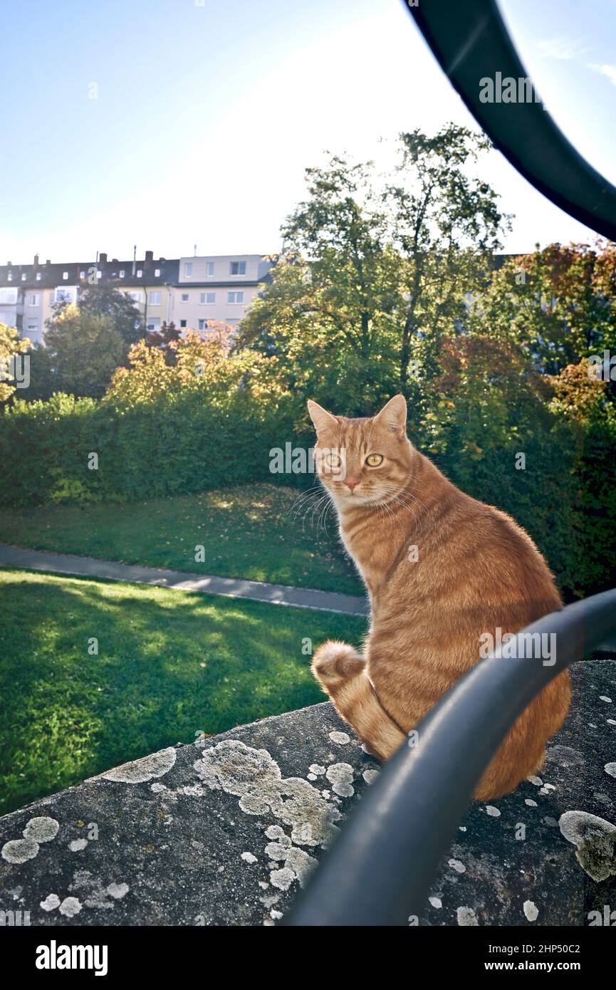 Gatto zenzero carino che si solava felicemente all'aperto su una parete. Foto Stock