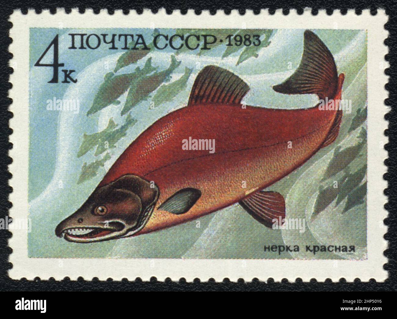 Un francobollo con immagine di salmone rosso del Sockeye del pesce (Oncorhynchus nerka), URSS, 1983 Foto Stock