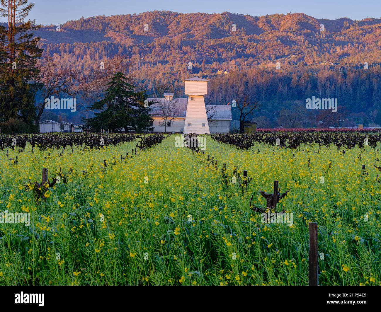 Alba su una tradizionale torre d'acqua e fiori di senape della Napa Valley, California Foto Stock