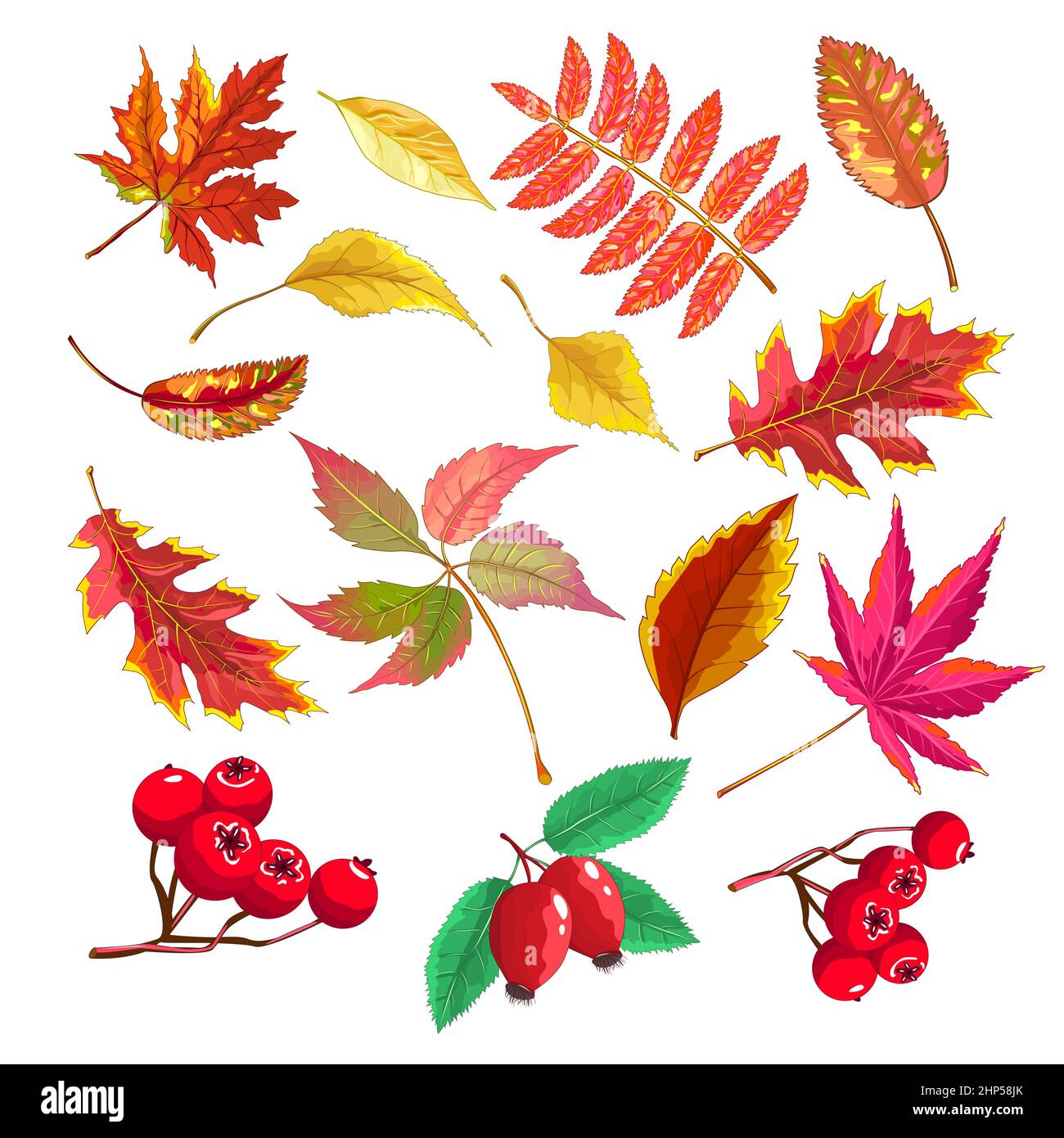Foglie di autunno e bacche Illustrazione Vettoriale