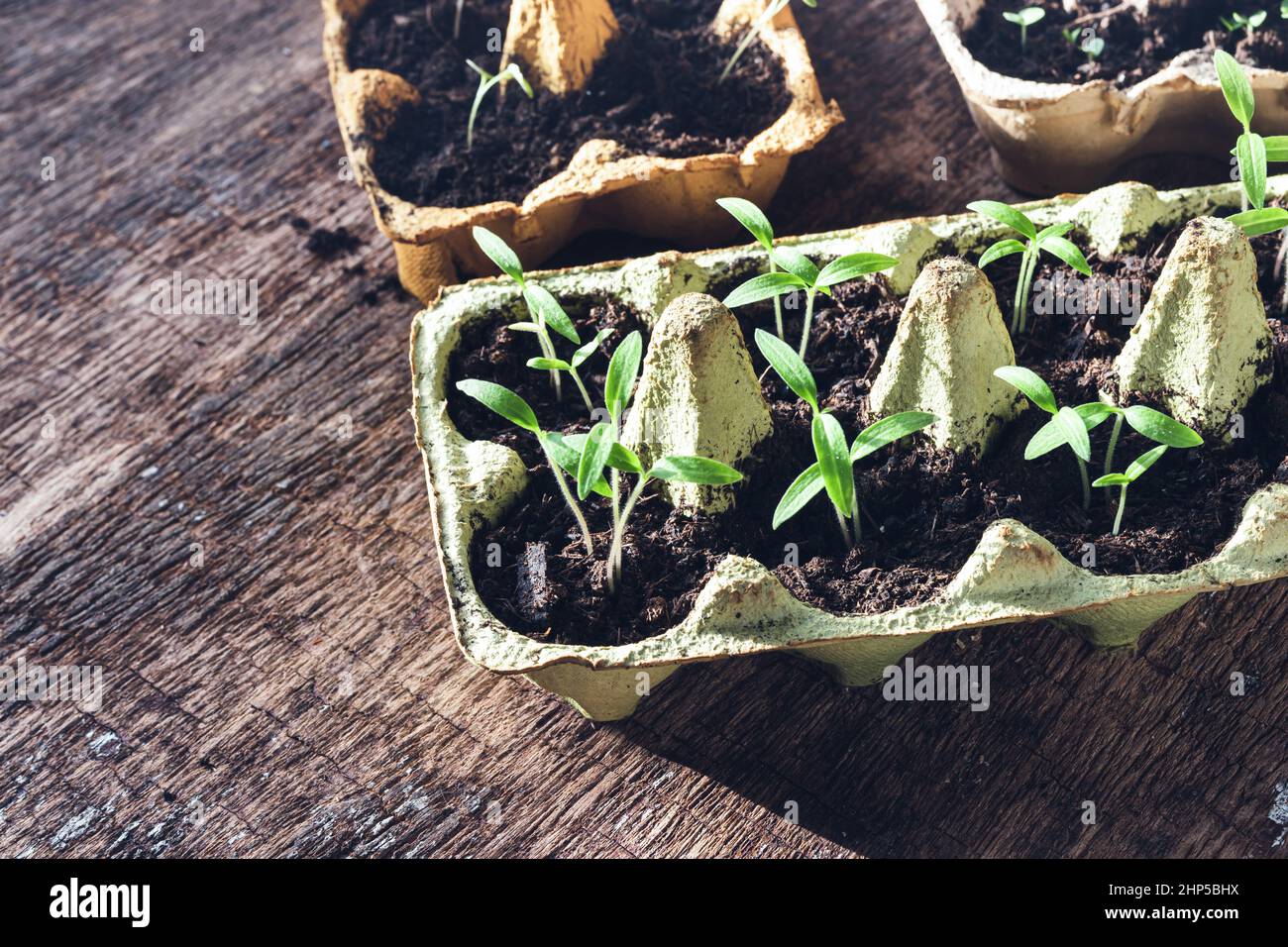 Scatole di uova riutilizzate con piantine sul tavolo di legno, giardinaggio domestico sostenibile e collegamento con il concetto di natura Foto Stock