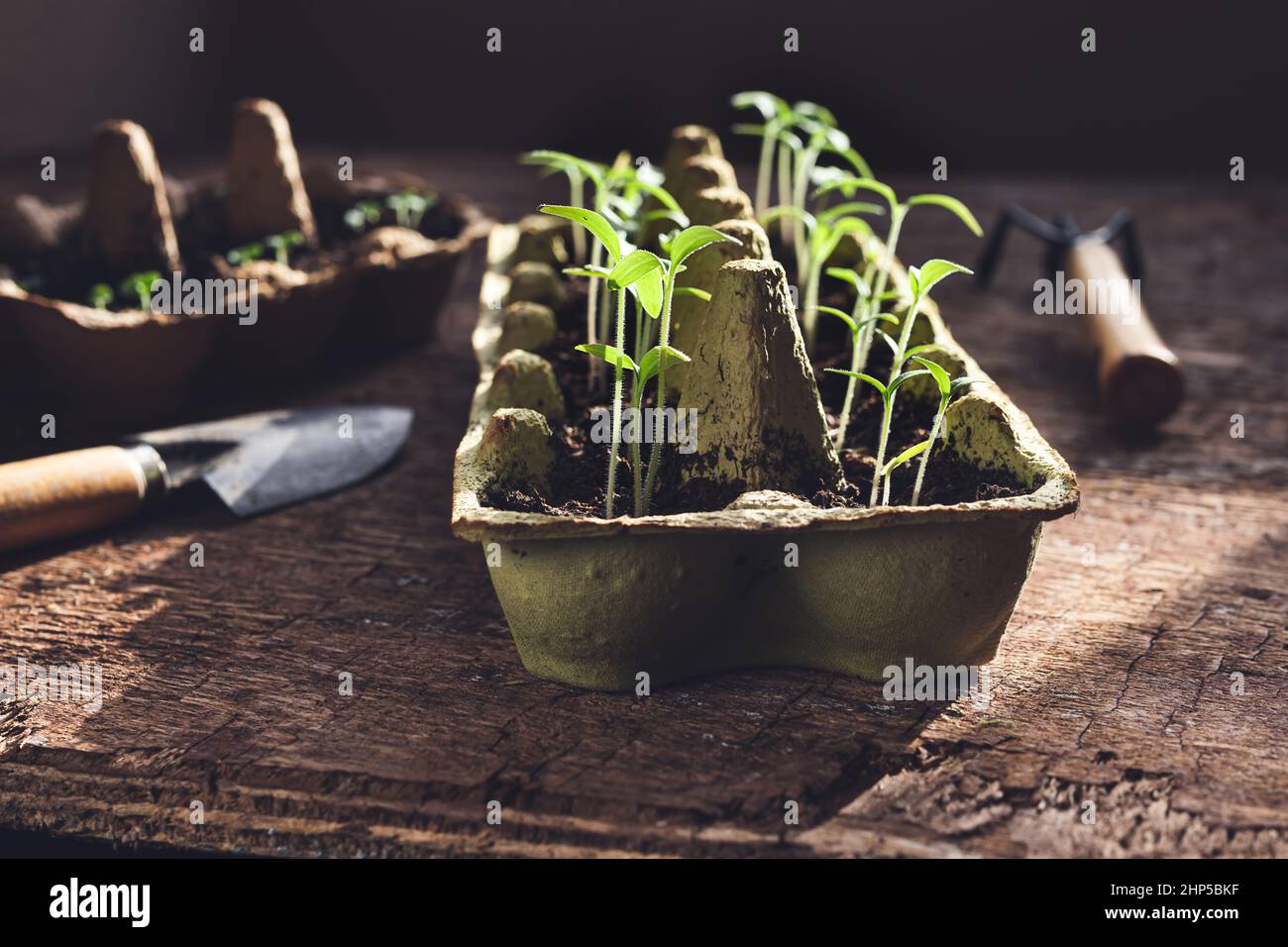 Piantine di pomodoro in vaschette di uova riutilizzate e attrezzi da giardino sul tavolo di legno scuro, giardinaggio domestico sostenibile e concetto di cottagecore Foto Stock